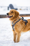 雪地中的金毛犬