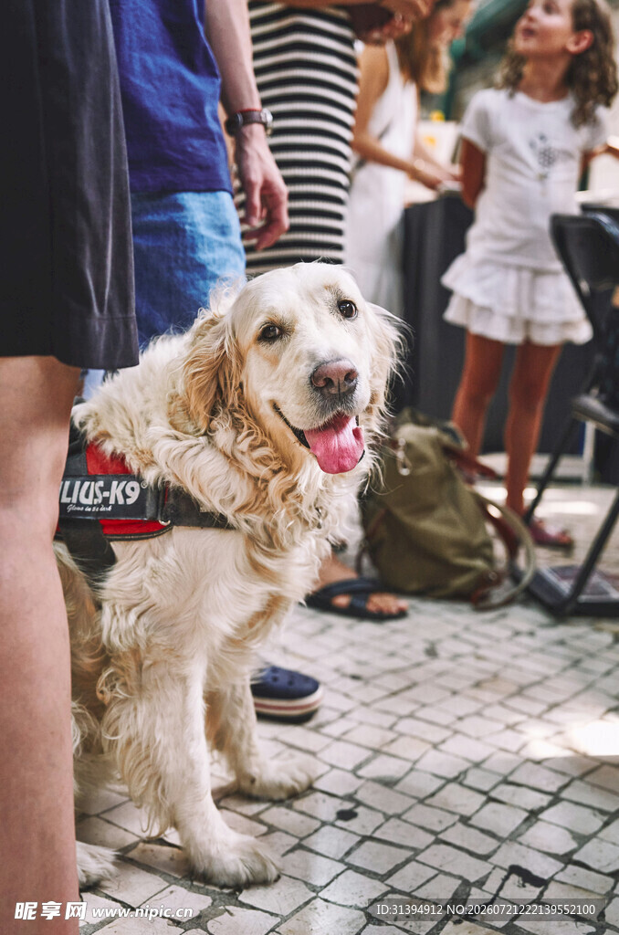 街头可爱金毛犬与人相伴