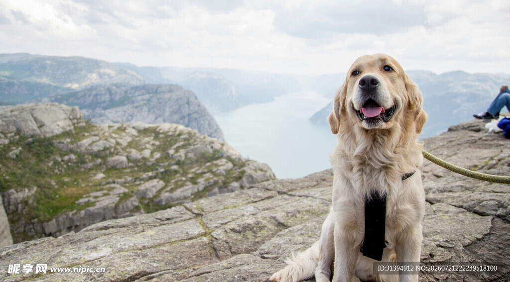 山顶萌犬眺望壮丽美景