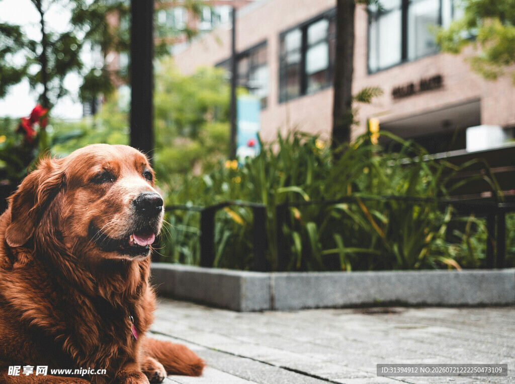 户外休憩的金毛犬