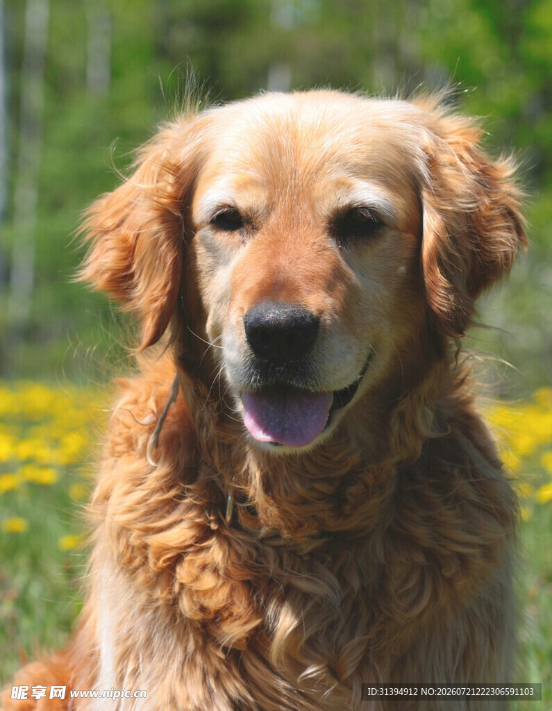 阳光下的金毛犬