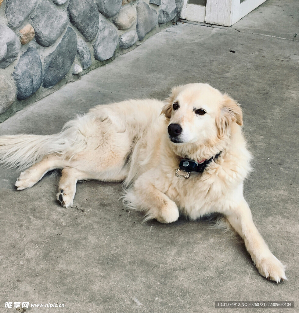趴卧的金毛犬