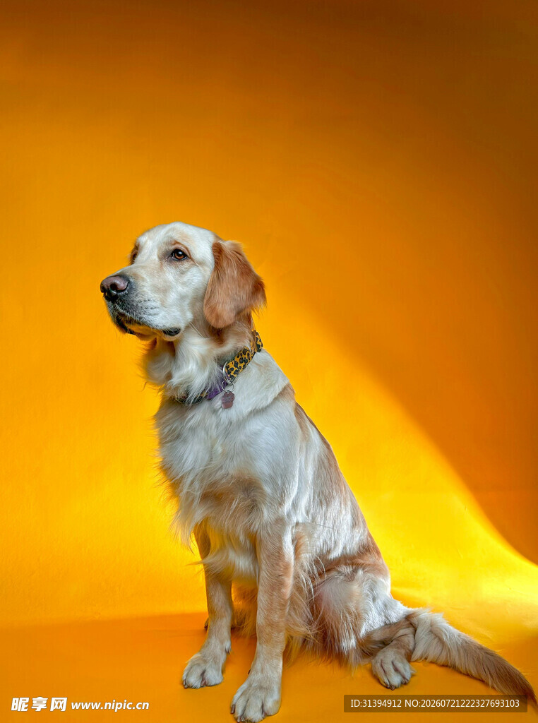 坐着的帅气金毛犬