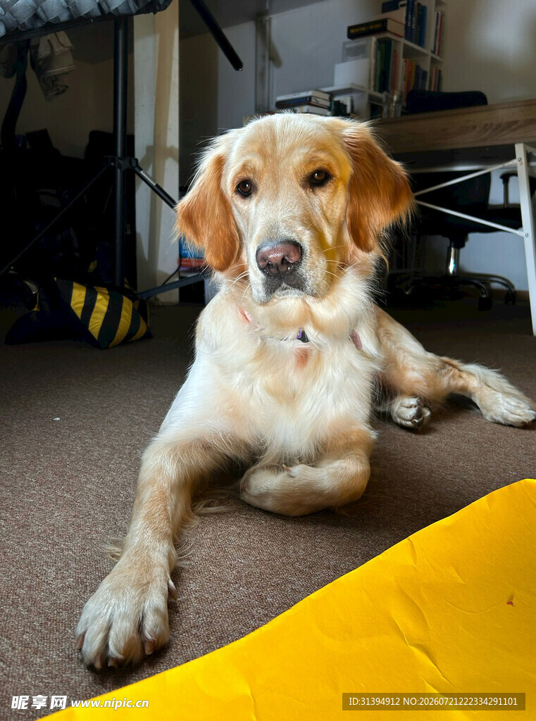 趴着的金毛犬