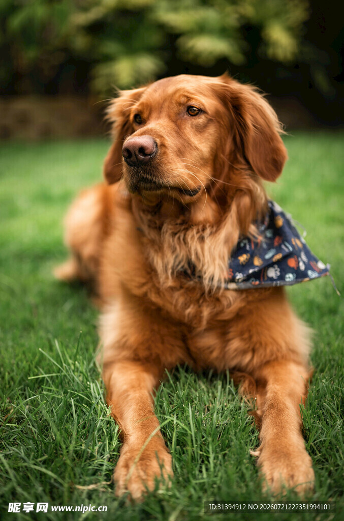 草地上的金毛犬
