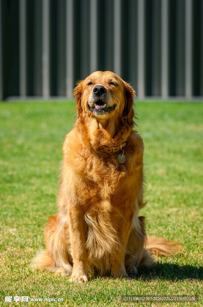 阳光下的金毛犬