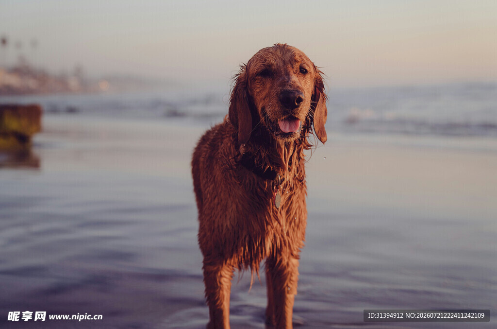 海边的金毛犬