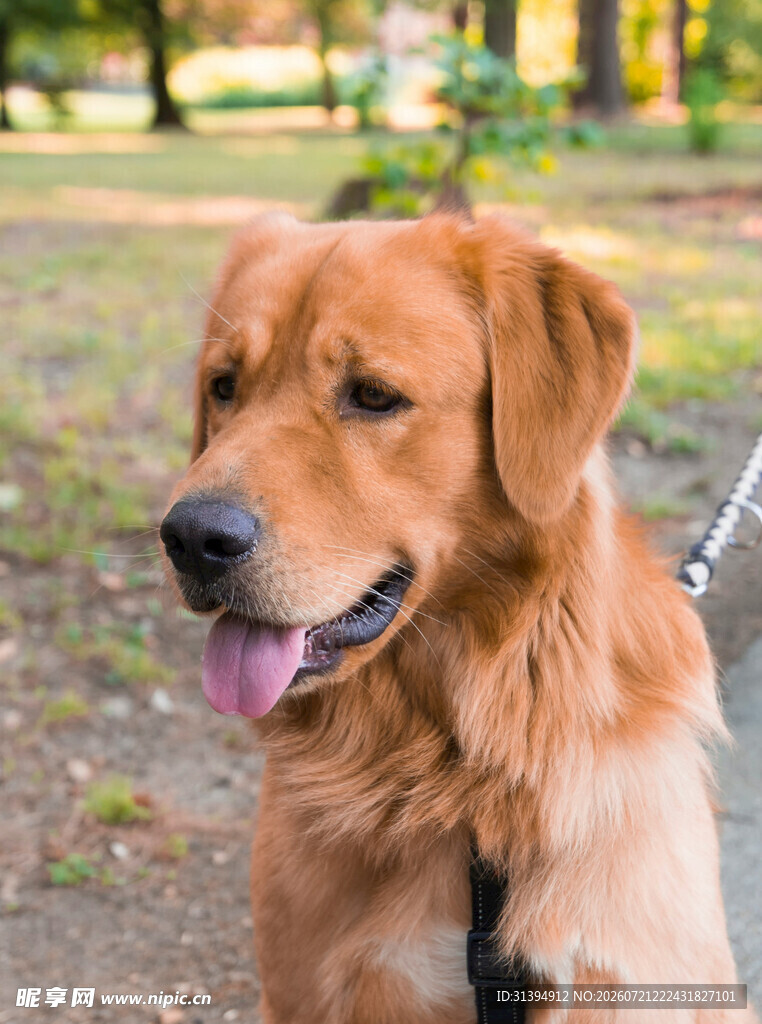 公园中拴绳的金毛犬