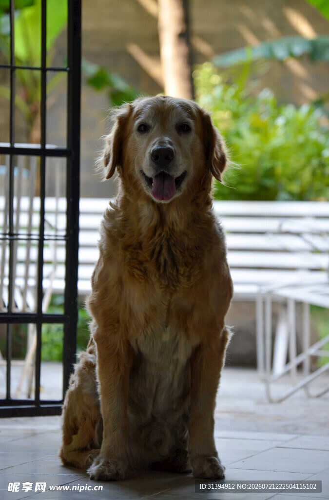坐着的金毛犬