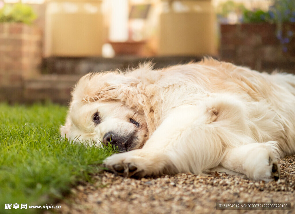 熟睡的金毛犬