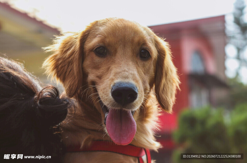 可爱金毛犬露出开心笑容