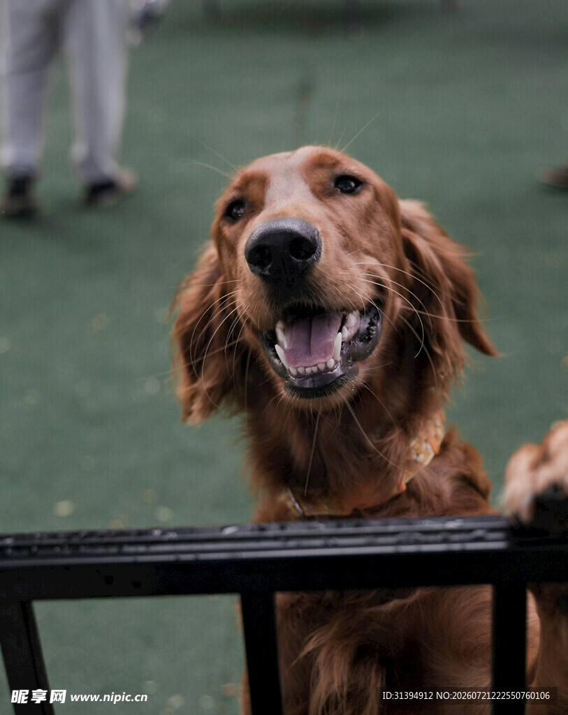 可爱金毛犬露出灿烂笑容