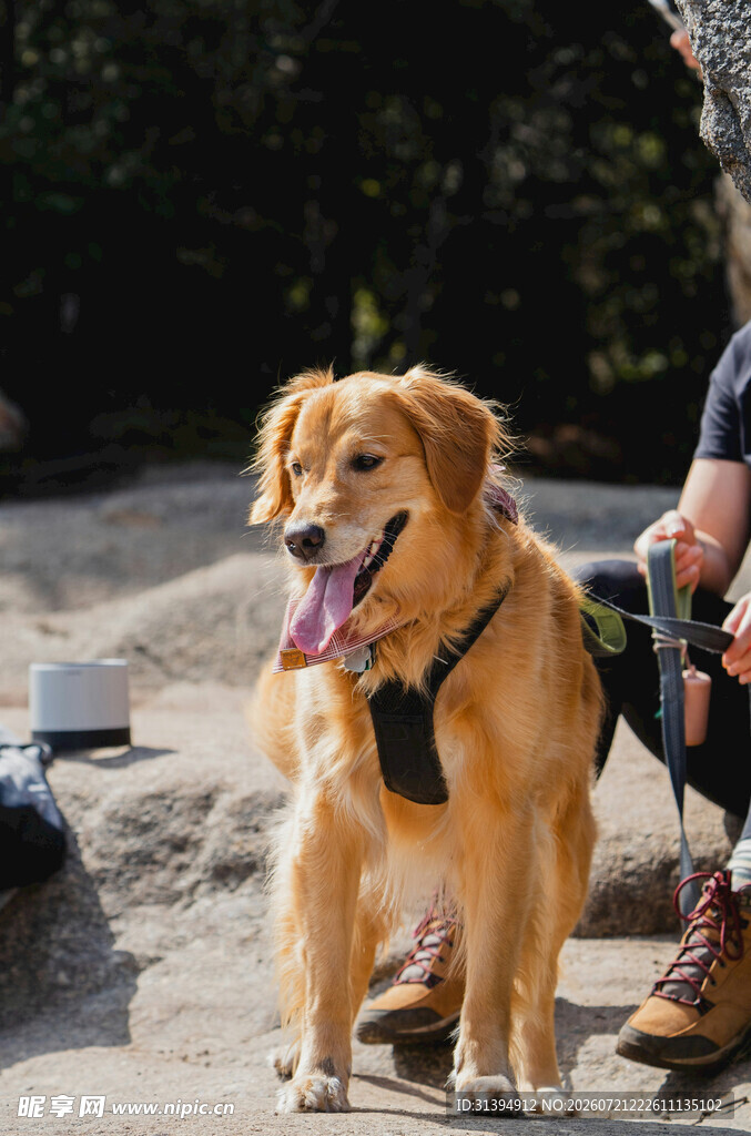 户外可爱金毛犬