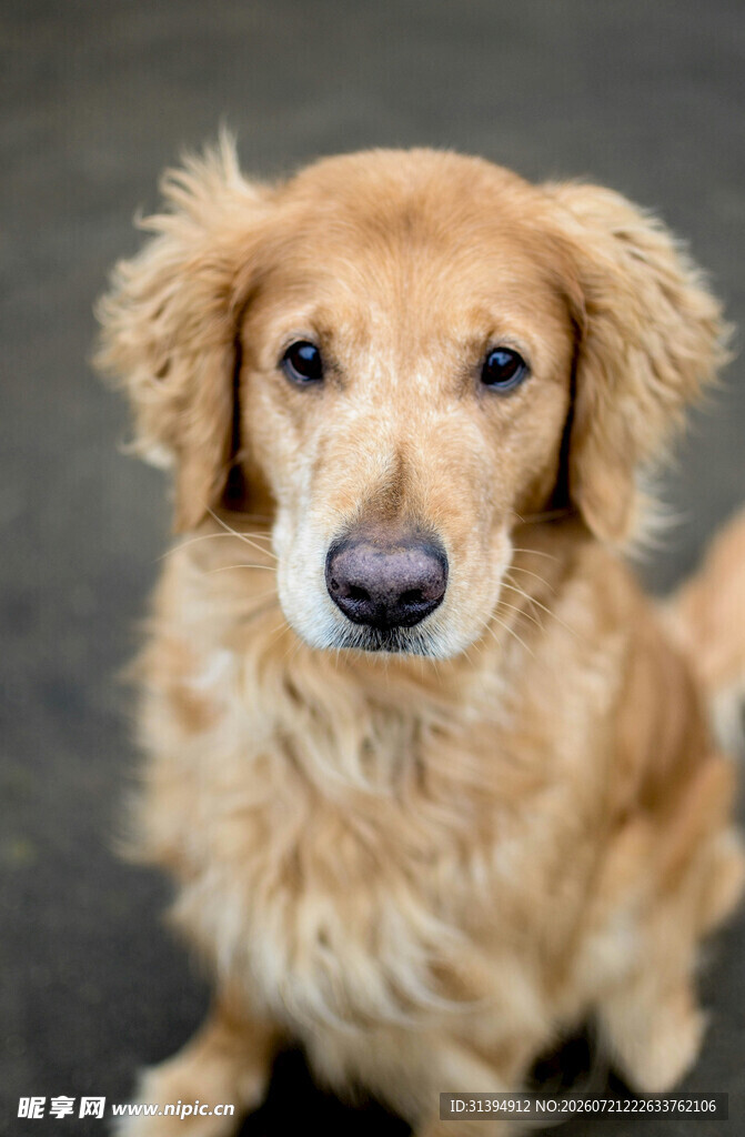 可爱金毛犬的专注瞬间