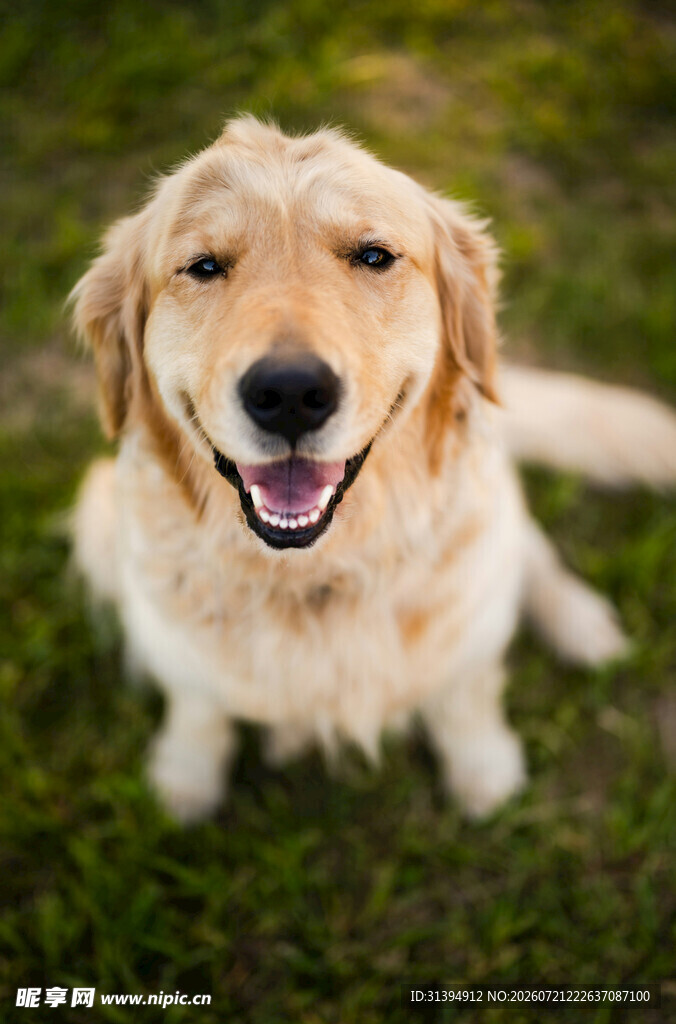 可爱金毛犬在草地上微笑