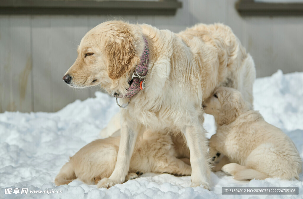雪地上的大狗与可爱幼犬