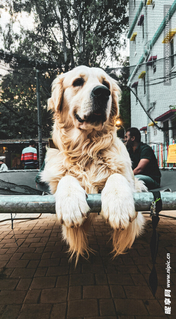 金毛犬扒栏杆可爱模样
