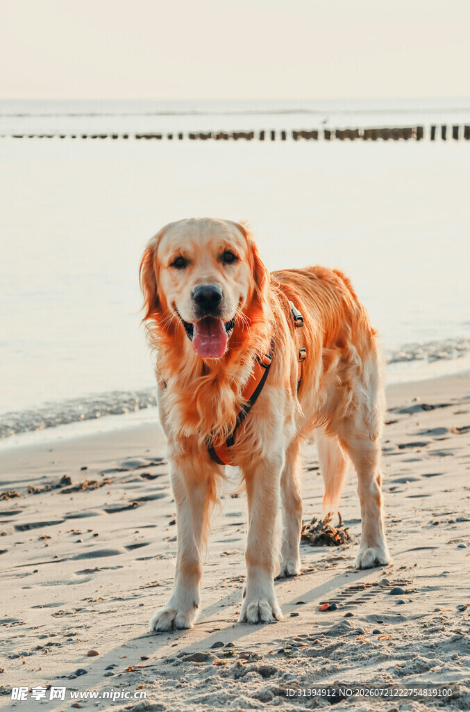 沙滩上的金毛犬