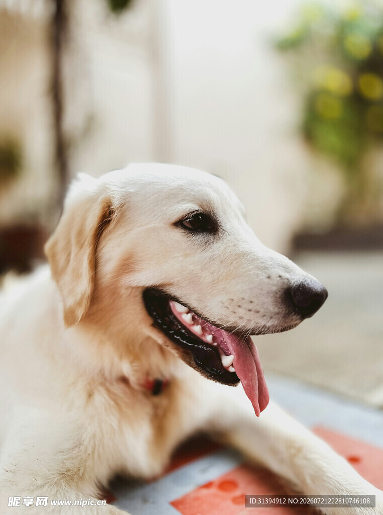 趴着的金毛犬