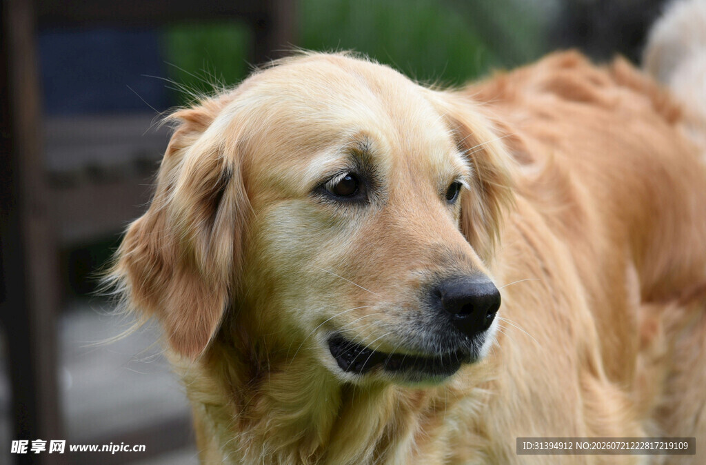 可爱金毛犬
