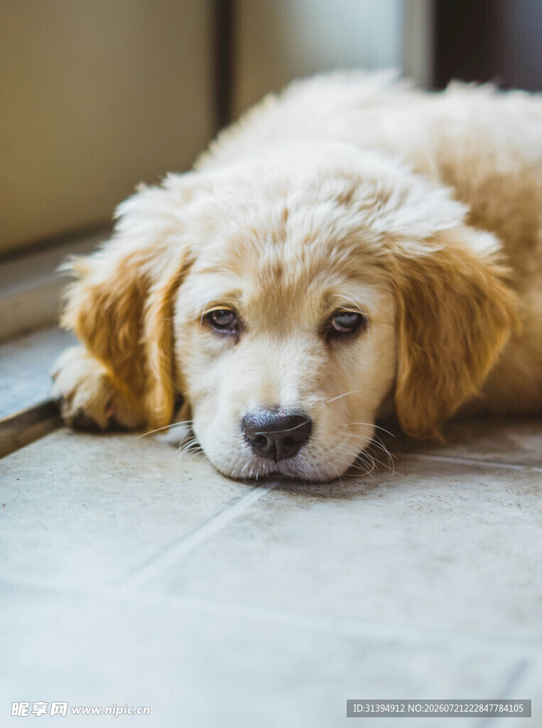 趴着的可爱金毛幼犬