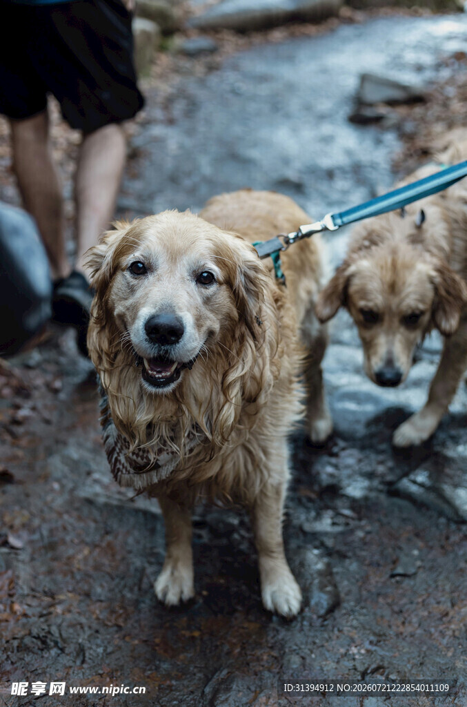 雨中漫步的快乐金毛犬