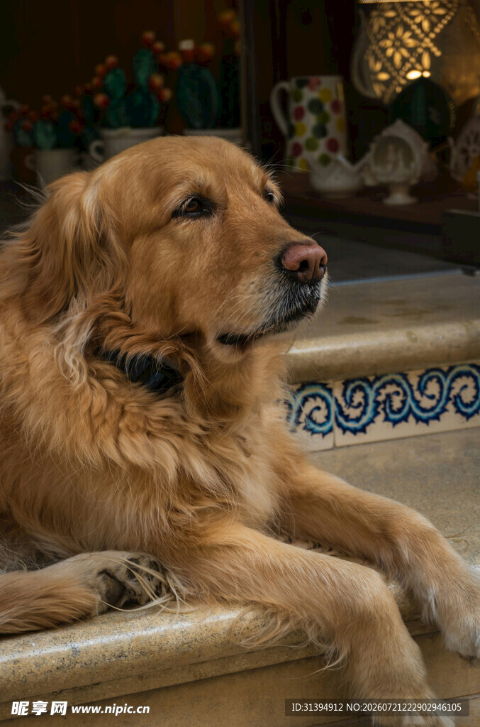 趴卧的金毛犬