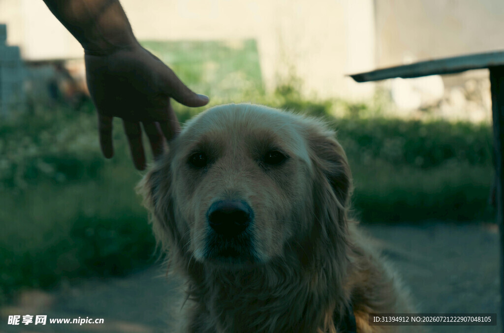 抚摸金毛犬的温馨瞬间