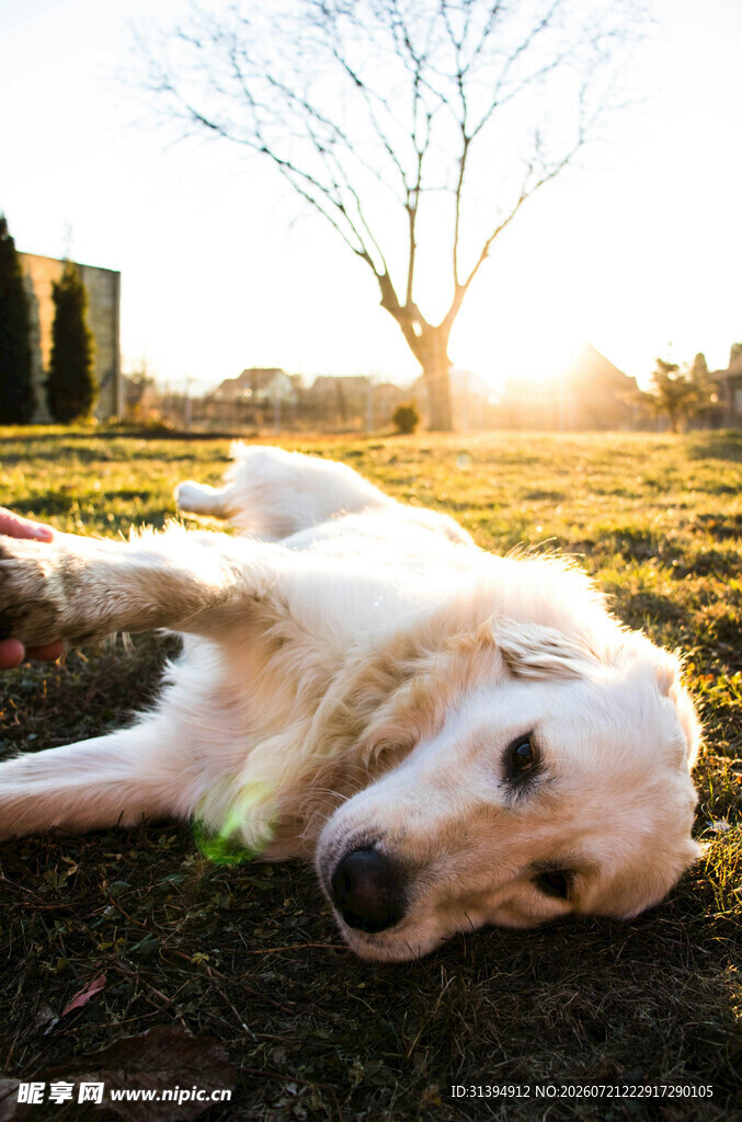 阳光下惬意躺卧的金毛犬