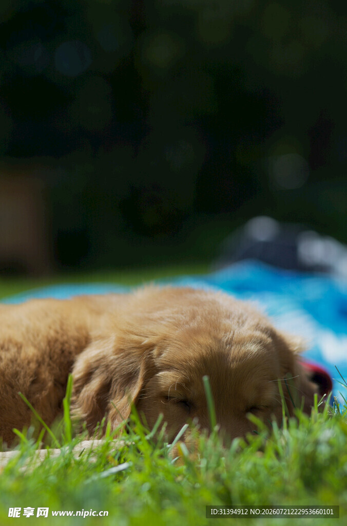 熟睡的金毛犬