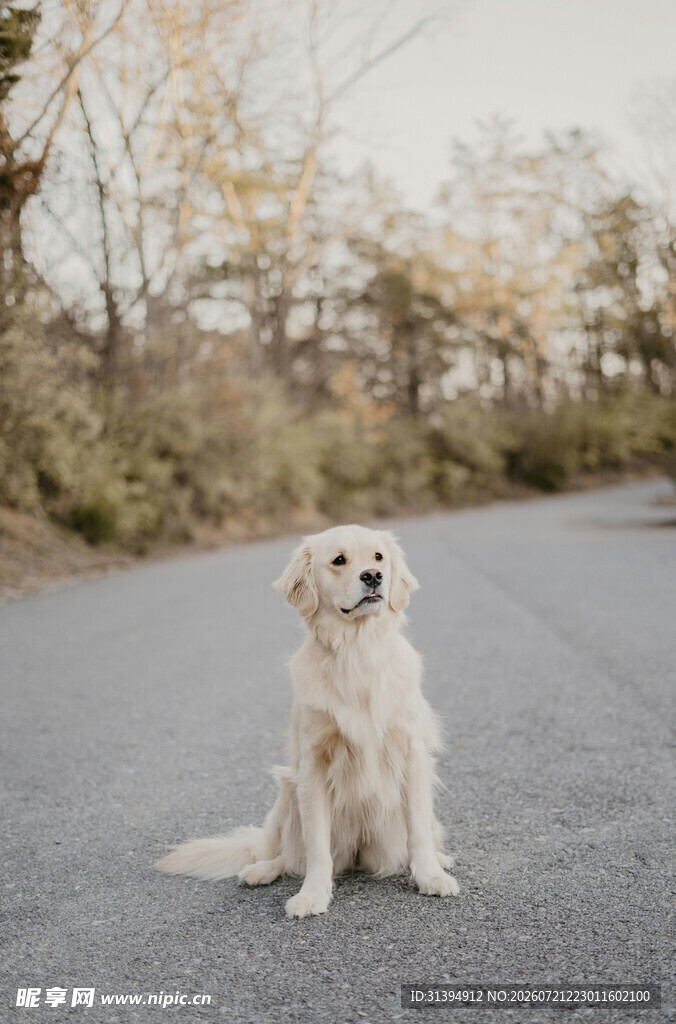 公路上的可爱金毛犬