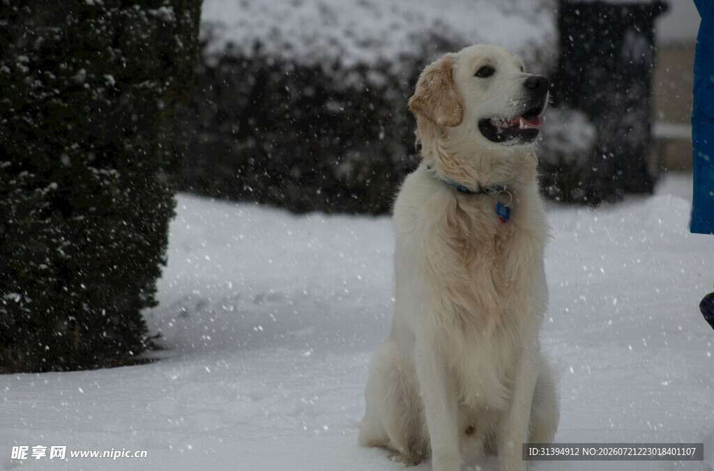 雪地中的金毛犬