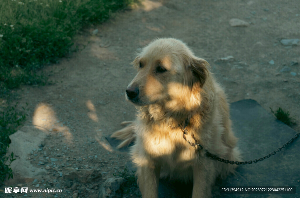 阳光下的拴绳金毛犬
