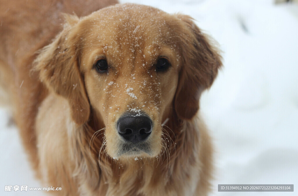 雪地中的金毛犬