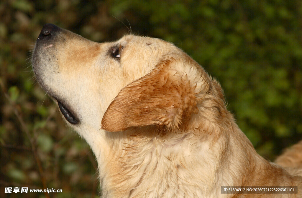 仰头的金毛犬