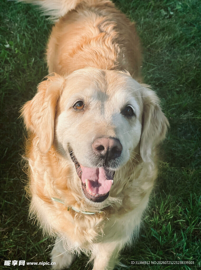 可爱金毛犬站在绿草地上