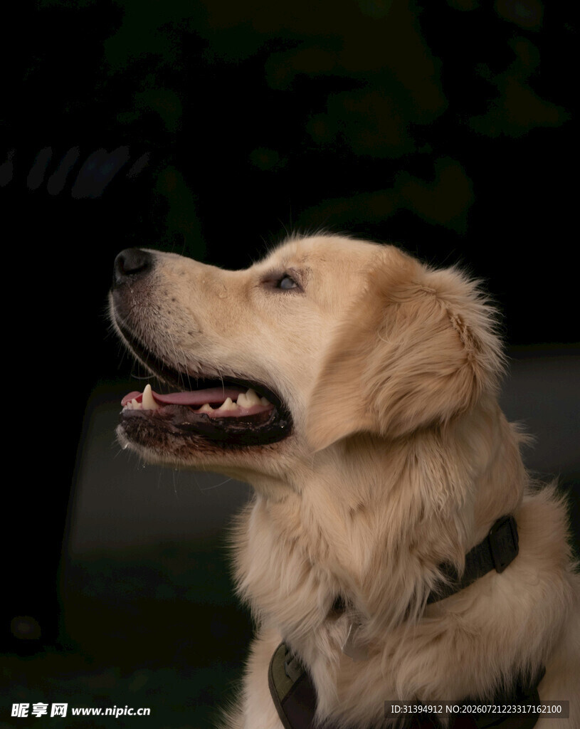 仰头的金毛犬