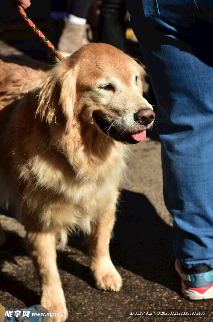可爱金毛犬伴人身边