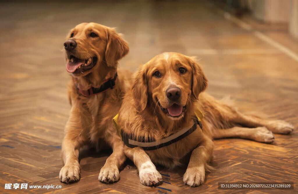 两只可爱金毛犬趴地