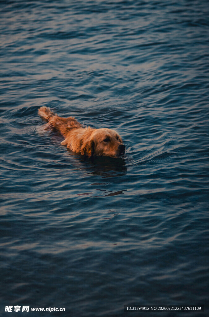 水中畅游的金毛犬