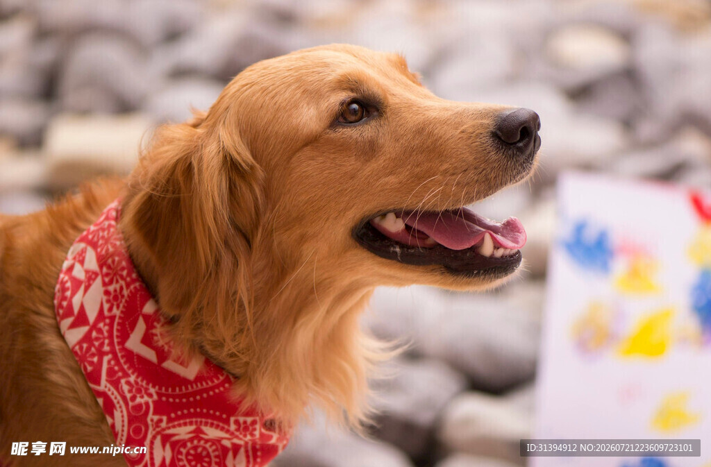 戴红围巾的开心金毛犬