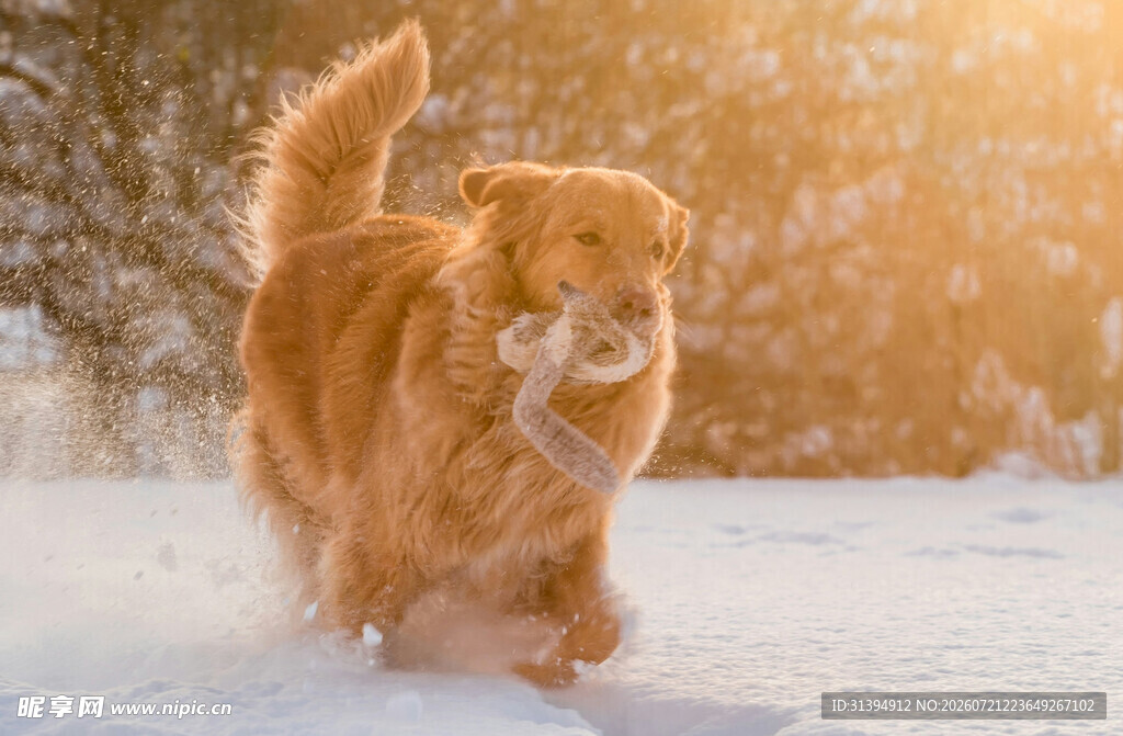 雪地中奔跑的可爱金毛犬