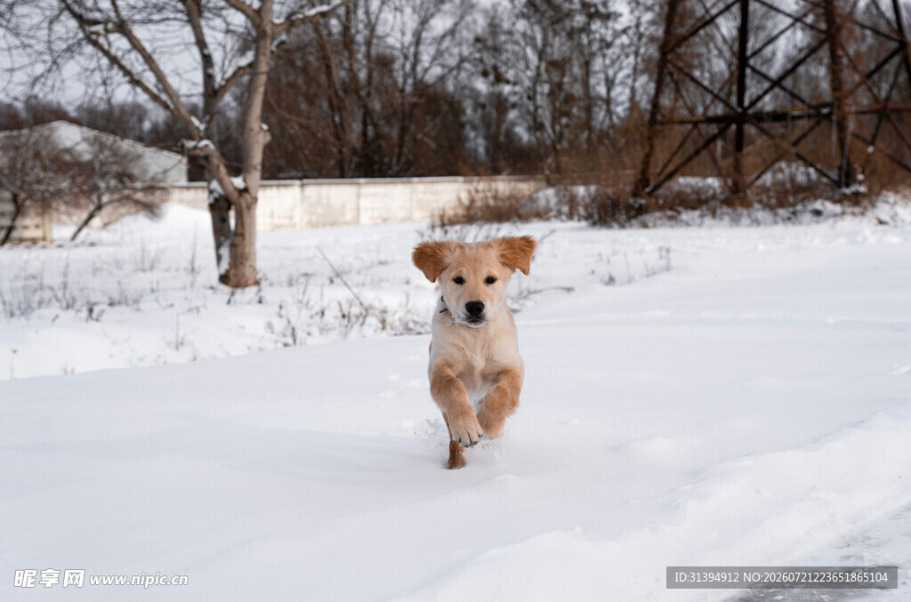 雪地中奔跑的可爱小狗