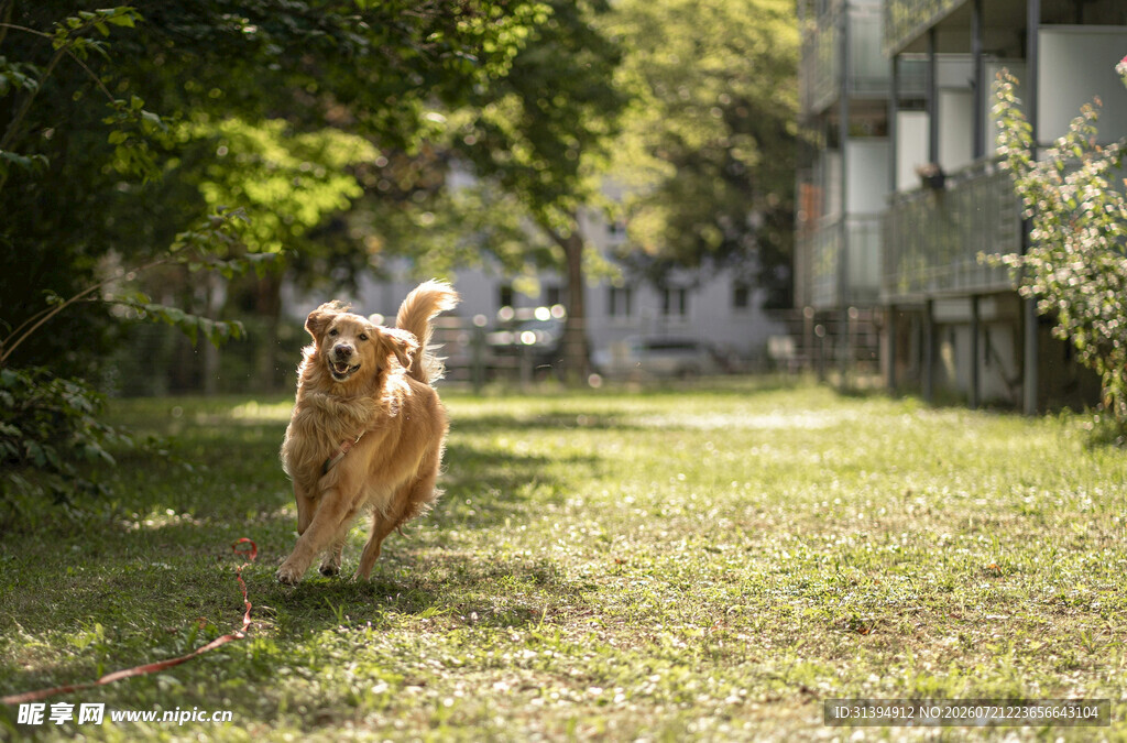 阳光下奔跑的金毛犬