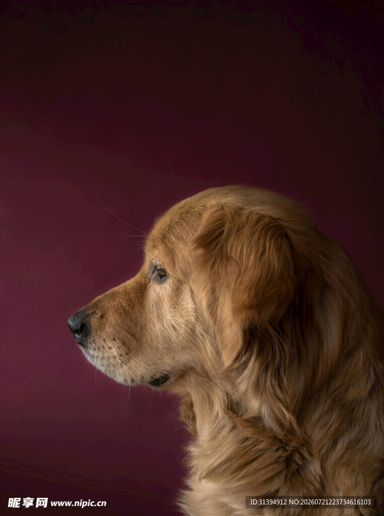 优雅金毛犬的侧颜特写