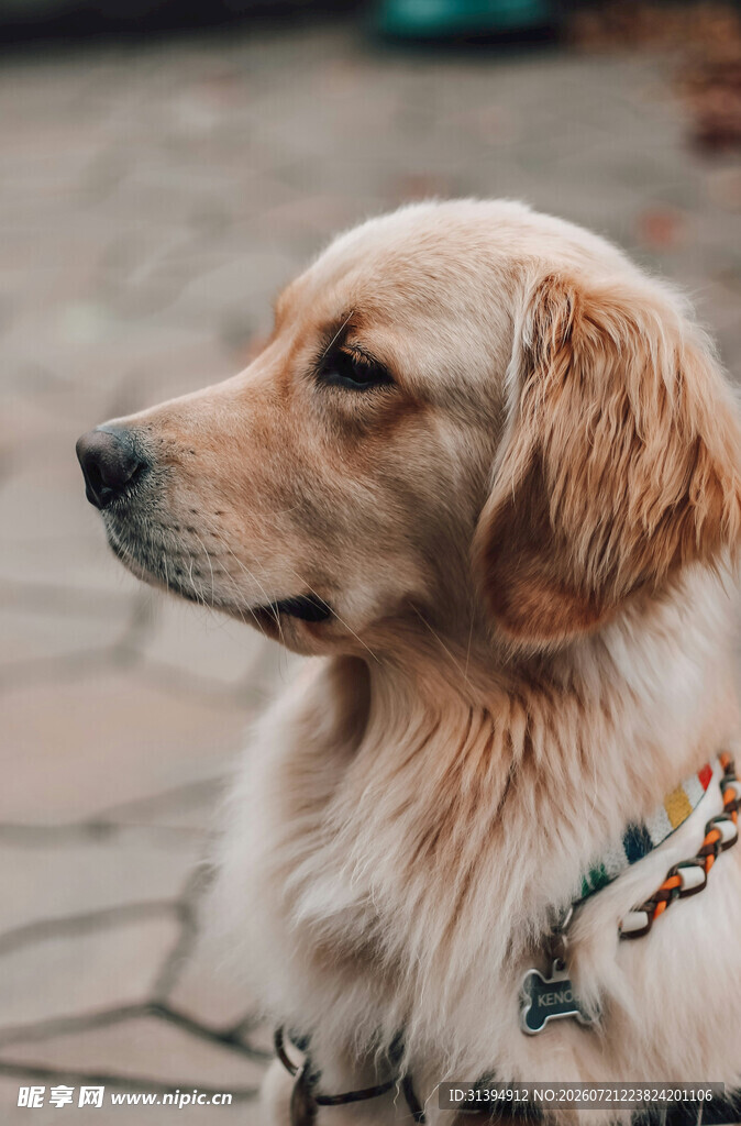 可爱金毛犬颈系多彩绳