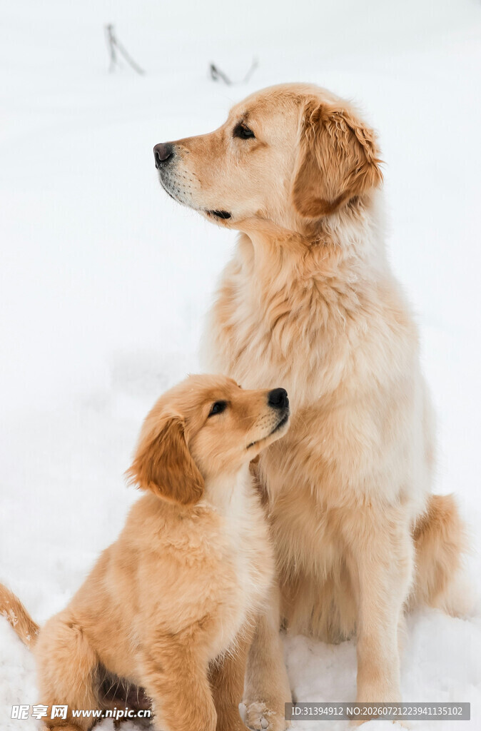 雪地中的大小金毛犬