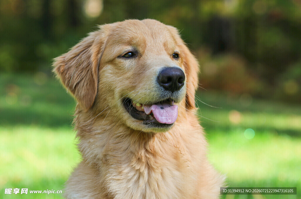 可爱金毛犬于绿意中