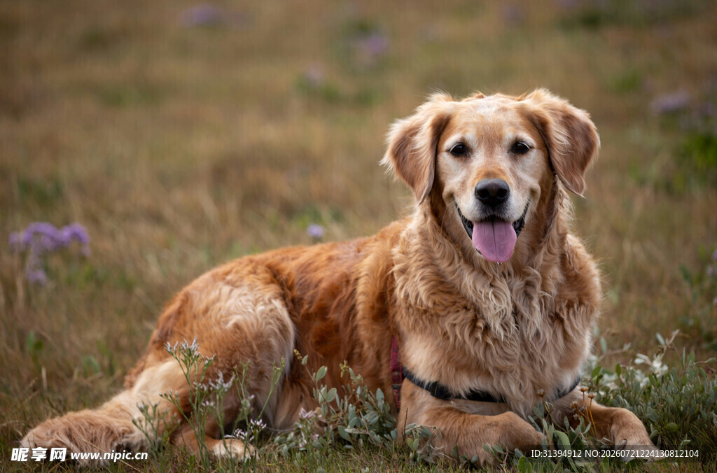 金毛犬悠闲趴于草地