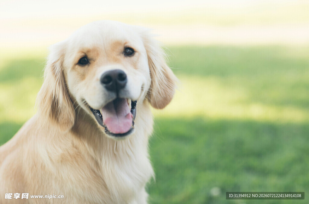 阳光下的微笑金毛犬